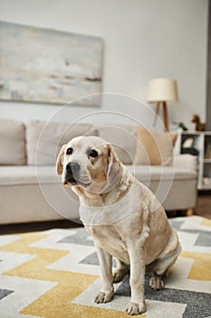 animal companion, cute labrador dog sitting