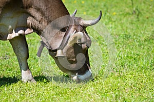 Animal cow with cowbell and horns graze photo