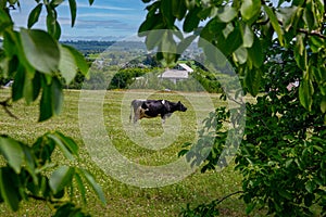 Animal cow eats grass on a green meadow.