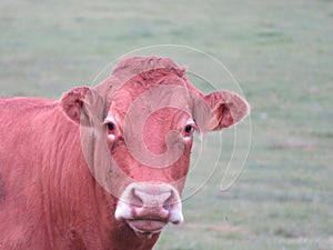 animal cow farm meadows boil milk meat feed production photo