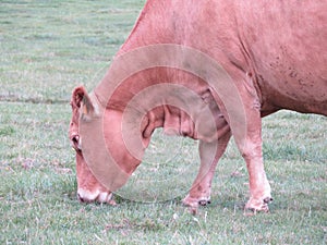 animal cow farm meadows boil milk meat feed production photo