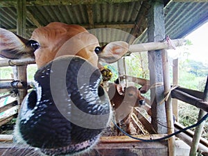 Animal cow nose eye babycow