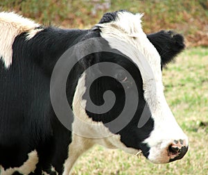 El una vaca página sobre el 