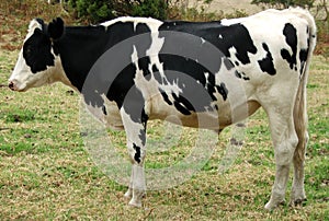 El una vaca página lleno 