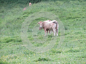 Animal cows farm milk meat grass curious myron meek photo