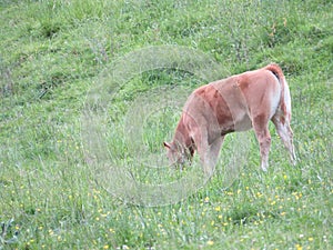 Animal cows farm milk meat grass curious myron meek photo
