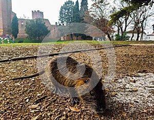 an animal coypu now common in Italian waterways looking for food in the park of the castle of Noale.