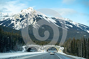 Animal crossing bridge along the Trans Canada Highway Highway 1 in Banff National Park in winter