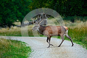 Animal crossing road. Deer in the forest. Red deer stag, bellow majestic powerful adult animal outside autumn forest, big animal