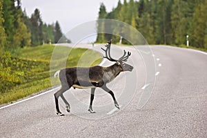 Animal crossing the road - rein deer in Sweden photo