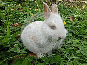 animal cute baby bunny by david