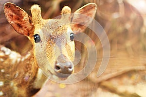 Animal cute deer (family Cervidae) close up with zoo background