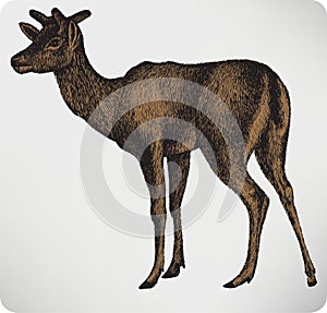 Animal dappled deer with horns, hand-drawing