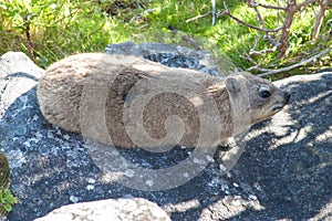 Animal Dassy on Table Mountain, Cape Town. Africa