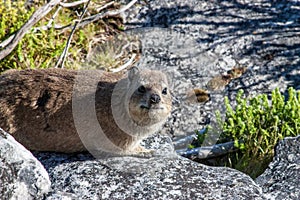 Animal Dassy on Table Mountain, Cape Town. Africa