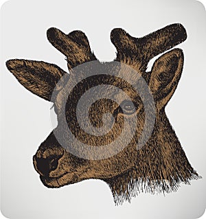 Animal deer with horns, hand-drawing
