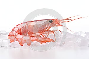 Background prawn white shrimp isolated red shellfish sea food delicious crustacean fresh seafood background