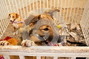 Animal on display at an adoption fair in Goiania.