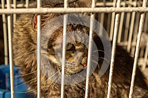 Animal on display at an adoption fair in Goiania.