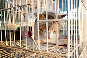 Animal on display at an adoption fair in Goiania.