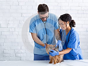 Animal doctor with nurse examining little dog in vet hospital, empty space