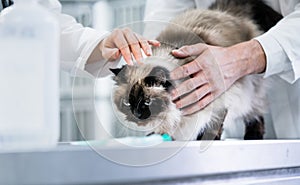 Animal doctor veterinarians examining cat in ICU of animal clini