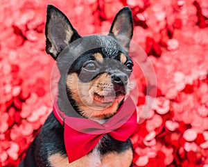 Animal dog. Dog breed Chihuahua mini tricolor on a red background with sparkles