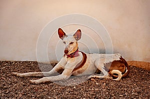 Animal / Dog. Podenco laying onstone ground against a white wall.