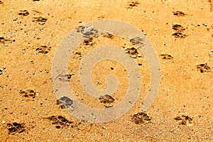 Animal or Dog`s footprint walked or run on the brown sand