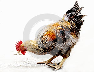 The animal, the domesticated fowl,