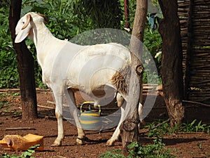 Mouton africain blanc photo
