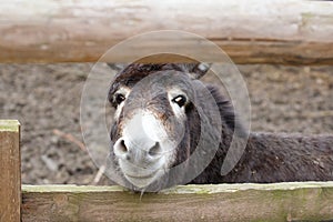 Animal donkey looking through the gap in the fence fencing corral