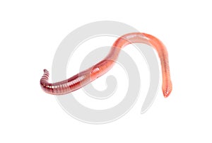 Animal earth worm i