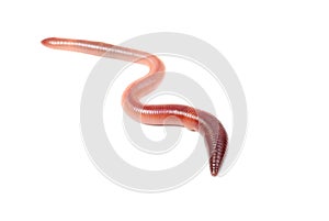 Animal earth worm isolated on white