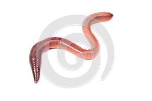Animal earth worm