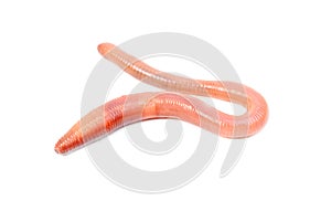 Animal earth worm