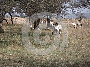 Animal eating grass nice view jungle picture very nice view