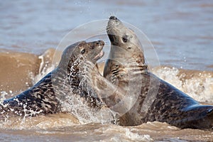 Animal emotion. Loving seal couple having fun in the sea