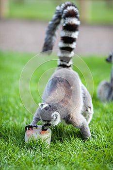 Animal enrichment. Hot day fruit ice lolly treat for lemur