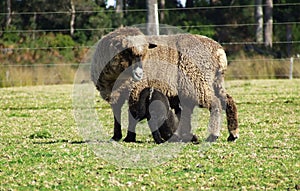 Animal - Ewe and Lamb