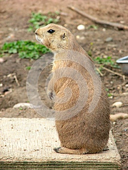 Animal expressions-Prairie dog