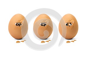 Animal eye in broken egg