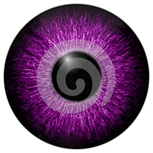 Purple animal eye with white background photo