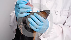 Animal eye of a dachshund in a veterinary type medical facility