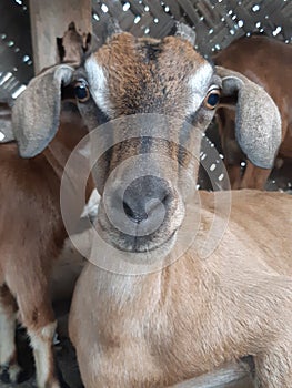 Animal face mammalian species goat