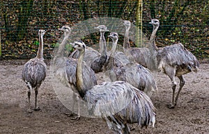 Animal family of common rheas together, group of of flightless birds, Near threatened animals from America