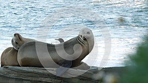 Animal family. Wild young seal baby sleeping, sea lion calf, cub or pup resting.