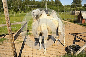 Animal farm. Camel