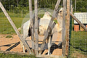Animal farm. Camel