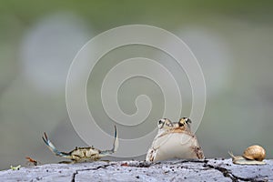 animal farm has green worm, ant, crab, earth worm, frog and snail line up on soil cracked station in lovely environment